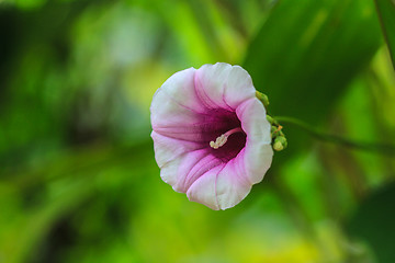 Image showing Morning glory flowers