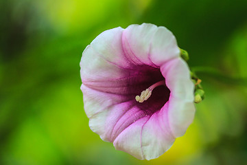 Image showing Morning glory flowers