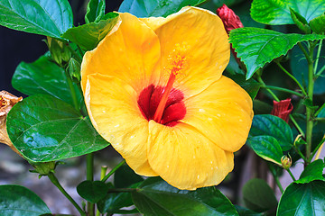 Image showing Hibiscus flowers are a genus of flowering plants in the mallow f