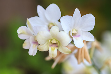 Image showing White Orchid on the background