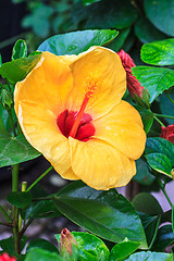 Image showing Hibiscus flowers are a genus of flowering plants in the mallow f