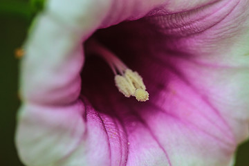 Image showing Morning glory flowers