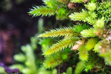 Image showing green moss in forest