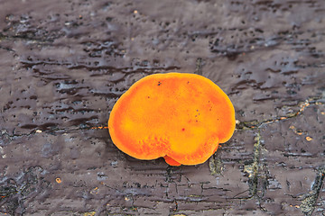 Image showing close up mushroom in deep forest