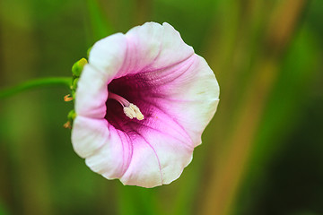 Image showing Morning glory flowers