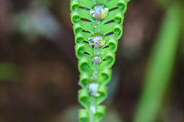 Image showing water drops on green fern leaves