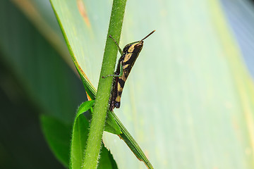 Image showing Grasshopper perching on a leaf