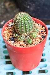 Image showing Cactus in Pots / Pot Cactus / Cactus / Thorn Cactus 