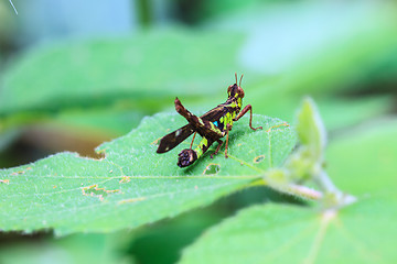 Image showing Grasshopper perching on a leaf