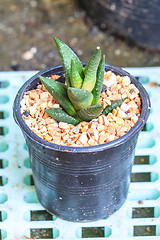 Image showing Cactus in Pots / Pot Cactus / Cactus / Thorn Cactus 