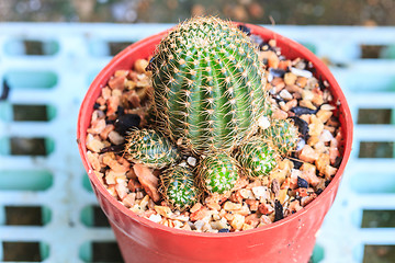 Image showing Cactus in Pots / Pot Cactus / Cactus / Thorn Cactus 