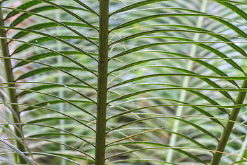 Image showing beautiful green cycad leaf