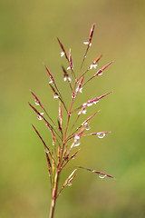 Image showing water drops on the green grass 