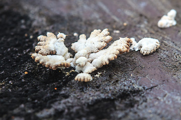 Image showing close up mushroom in deep forest