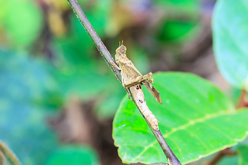 Image showing Grasshopper perching on a leaf