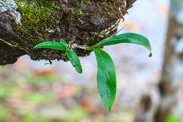 Image showing orchid in forest