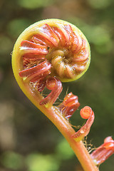 Image showing Spiral green leaf