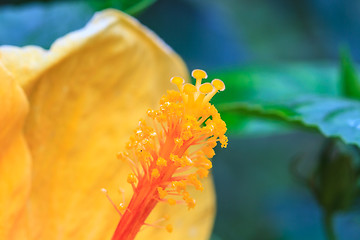 Image showing Hibiscus flowers are a genus of flowering plants in the mallow f