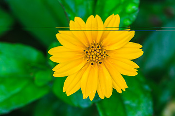 Image showing Singapore Daisy in the the garden