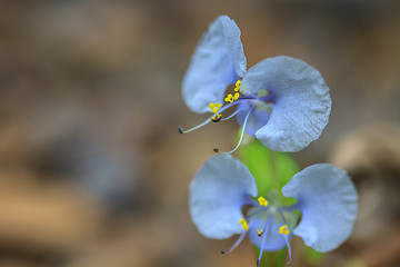 Image showing beautiful wild flower in forest