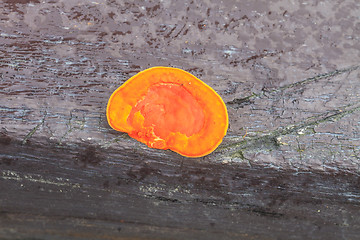 Image showing close up mushroom in deep forest