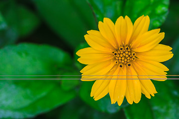 Image showing Singapore Daisy in the the garden