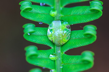 Image showing water drops on green fern leaves