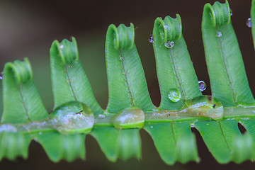 Image showing water drops on green fern leaves