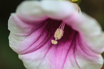 Image showing Morning glory flowers