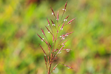 Image showing water drops on the green grass 