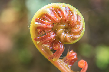 Image showing Spiral green leaf