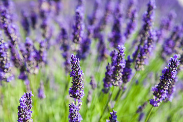 Image showing Lavander field