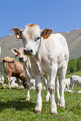 Image showing Free calf on Italian Alps