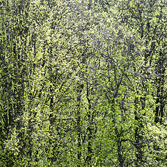 Image showing green tree foliage