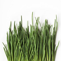 Image showing Fresh chives in pot near the window