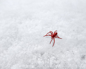 Image showing small red spider on frosty surface