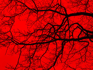 Image showing bough and twigs in red back