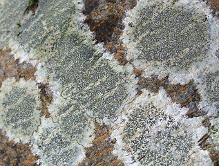 Image showing lichen closeup