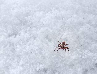 Image showing small spider on frosty surface