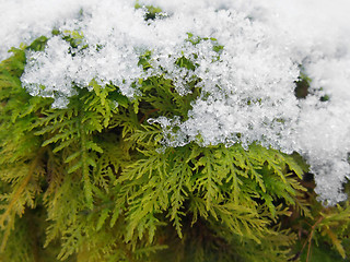 Image showing snow covered moss