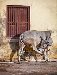 Image showing Cow on the street of Indian town - Udaipur