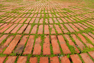 Image showing Brick Pavers Outlined by Green Plants Growing Between