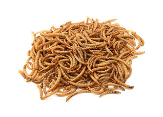 Image showing Dried mealworms
