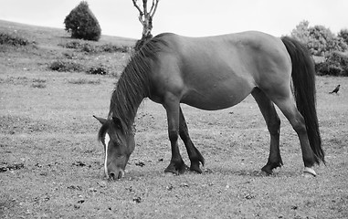 Image showing Bay pony in foal grazing in the New Forest