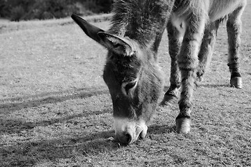 Image showing Friendly donkey grazing in the New Forest