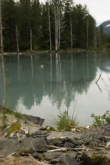 Image showing Tree and grass on the lake