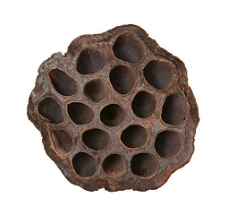 Image showing Dried lotus seed head