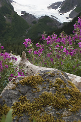 Image showing Log in flowers