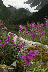 Image showing Fireweed around the log