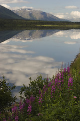 Image showing Fireweed, lake and mountains - summer Alaska